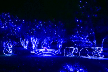 Zoo Lights polar bears