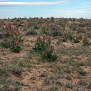 Rumex crispus, or curly dock