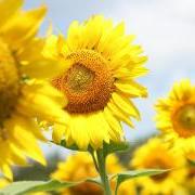 yellow sunflowers