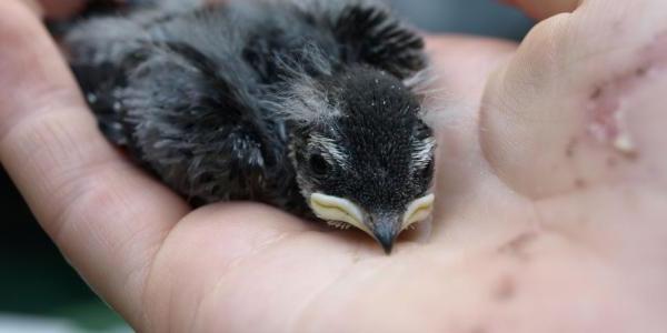 Swallow held in a hand